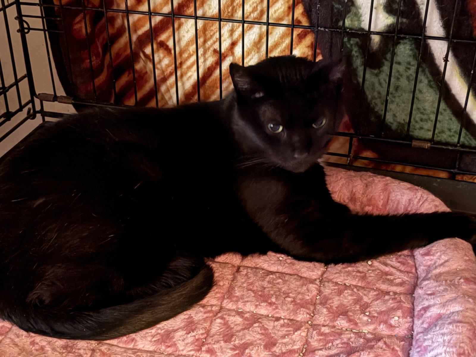 Enlarge JANIE (FRONT DECLAW), a Adoptable Domestic Short Hair in Northfield, OH image 2/3