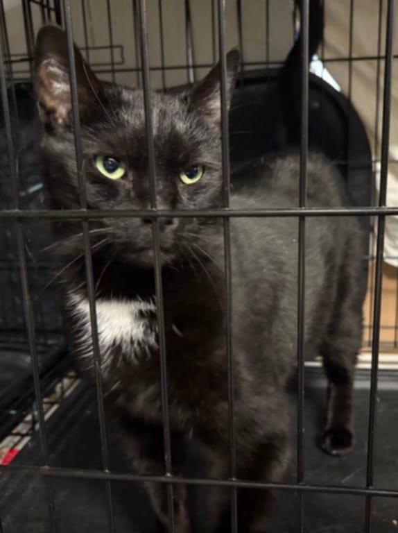 Enlarge JANIE (FRONT DECLAW), a Adoptable Domestic Short Hair in Northfield, OH image 3/3