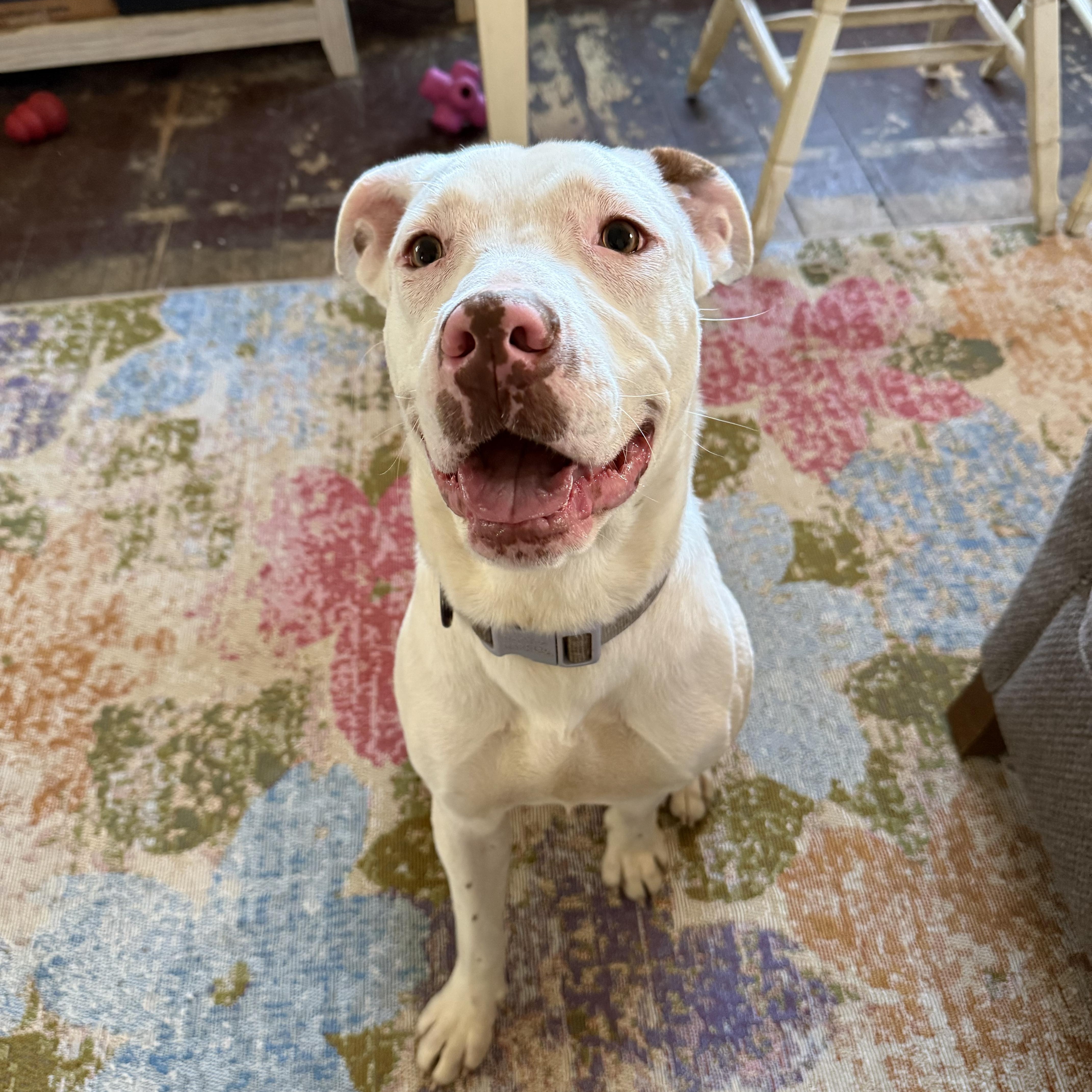 Sophie, a ADOPTABLE Mixed Breed in Kenosha, WI image 4/4