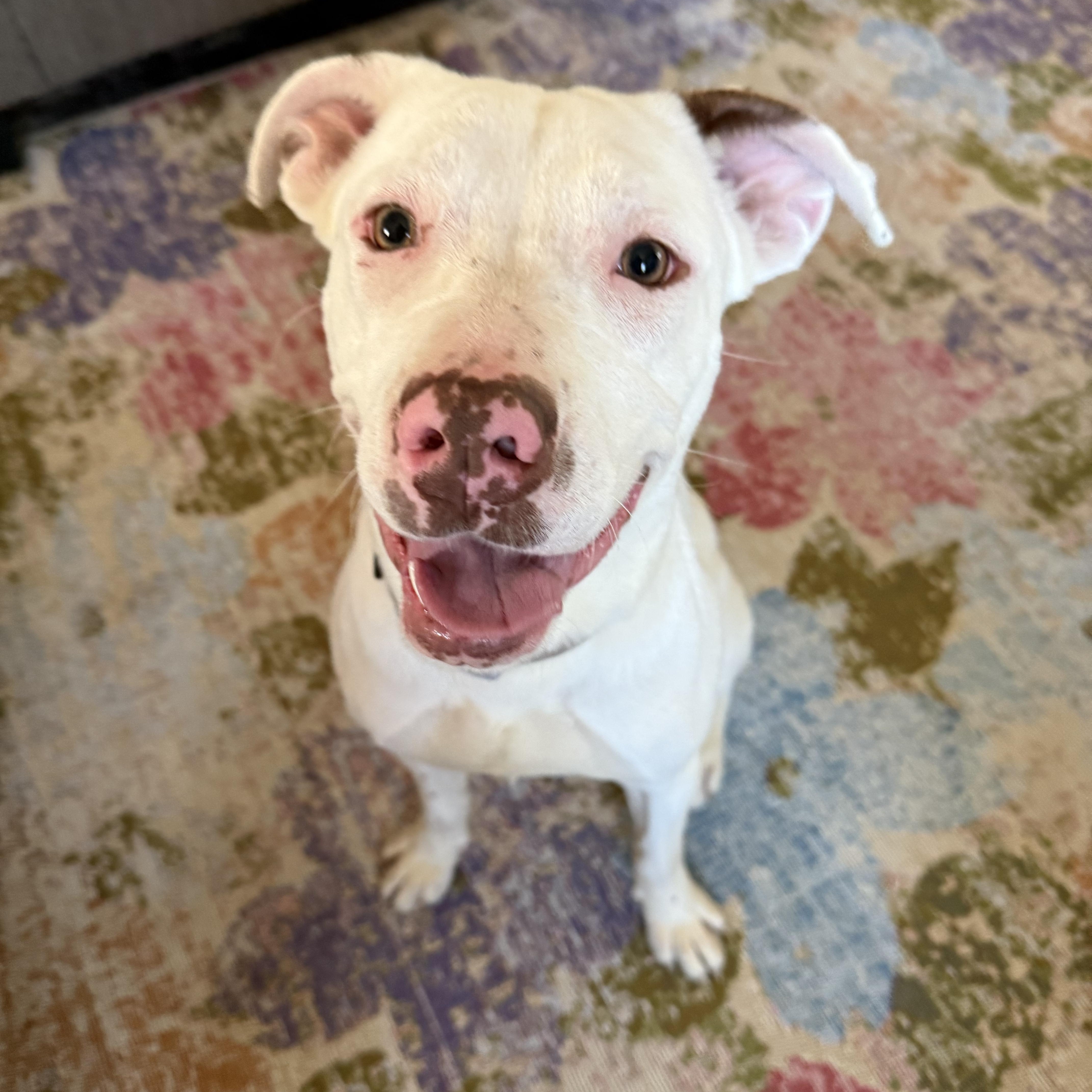 Sophie, a ADOPTABLE Mixed Breed in Kenosha, WI image 1/4