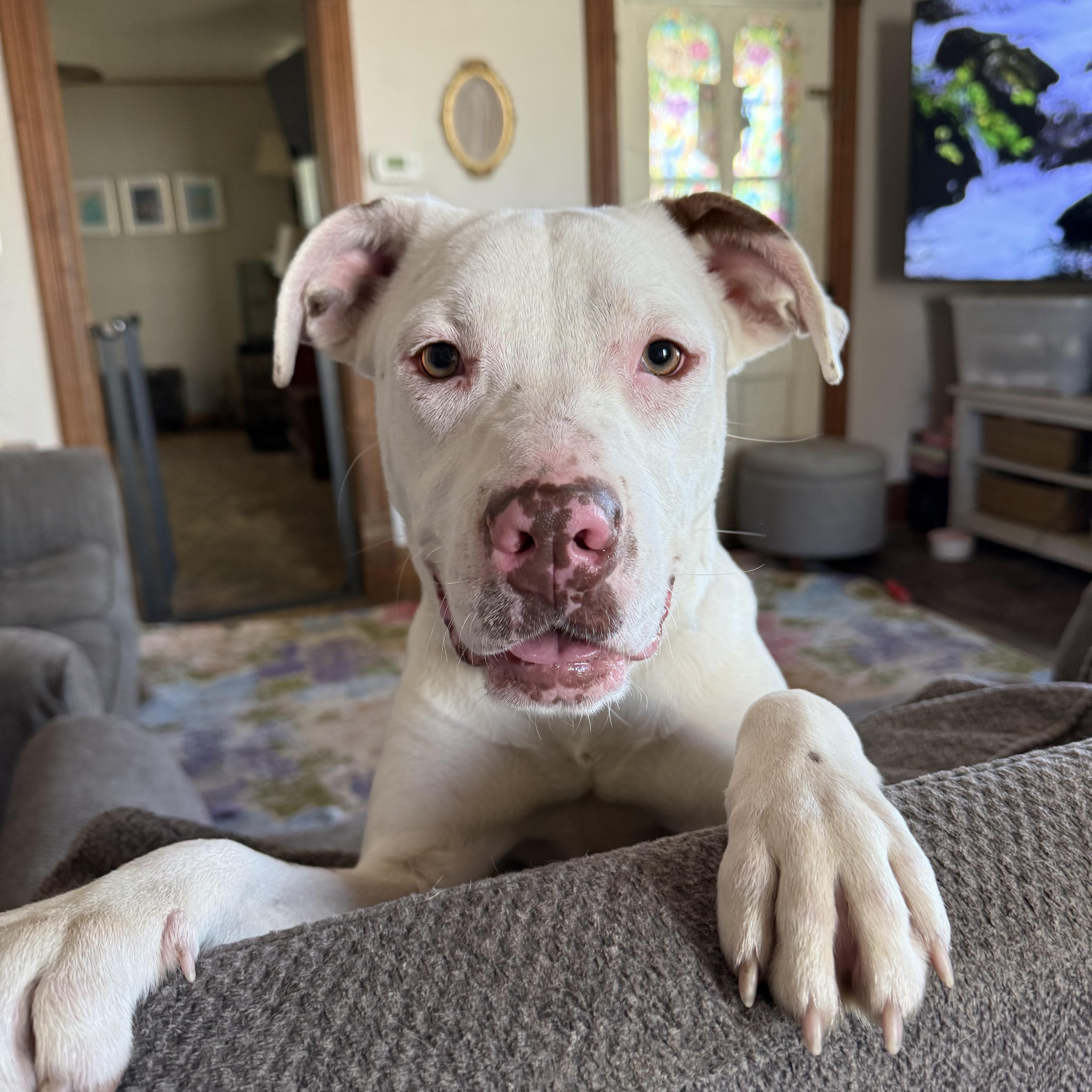 Sophie, a ADOPTABLE Mixed Breed in Kenosha, WI image 3/4