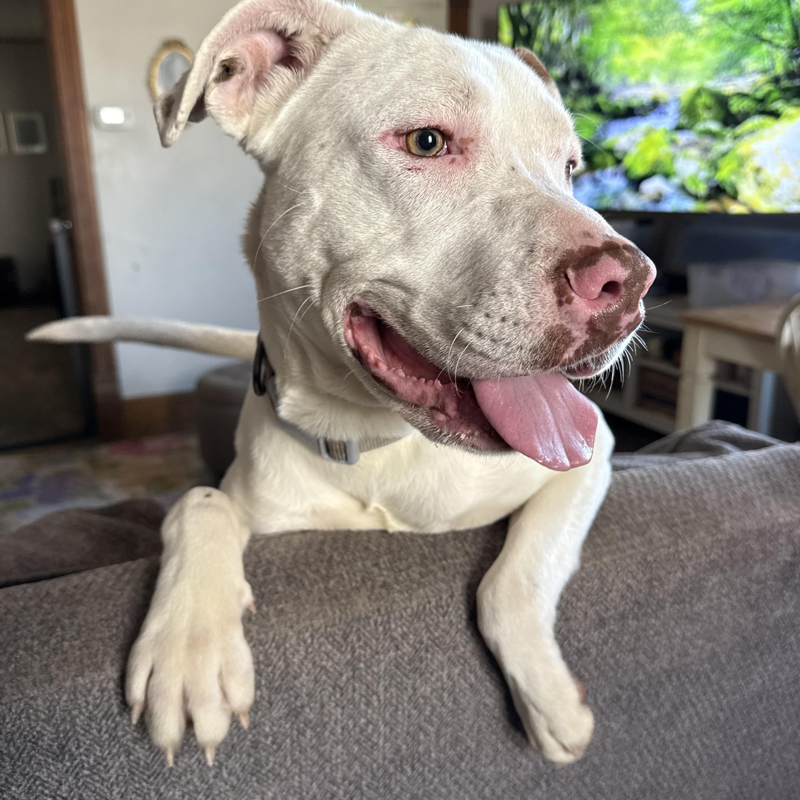 Sophie, a ADOPTABLE Mixed Breed in Kenosha, WI image 2/4