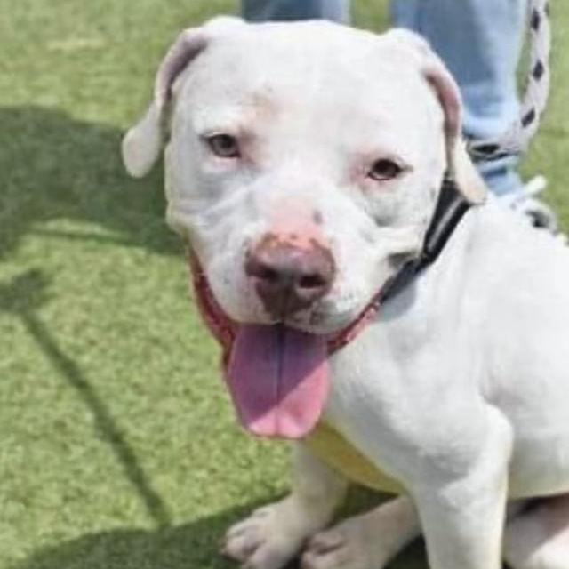 Dog for adoption Marty, an American Staffordshire Terrier Mix in