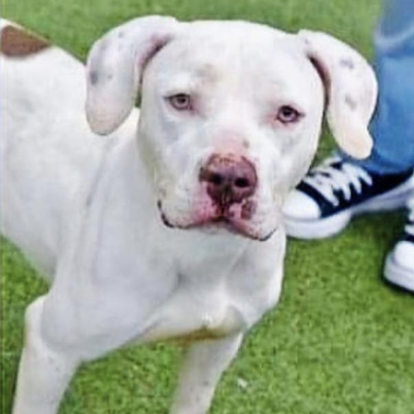 Dog for adoption Marty, an American Staffordshire Terrier Mix in