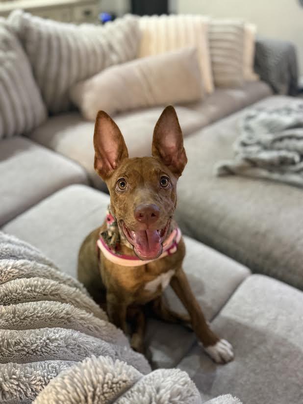 Enlarge Yara, a ADOPTABLE mixed breed in Chandler, AZ image 1/2