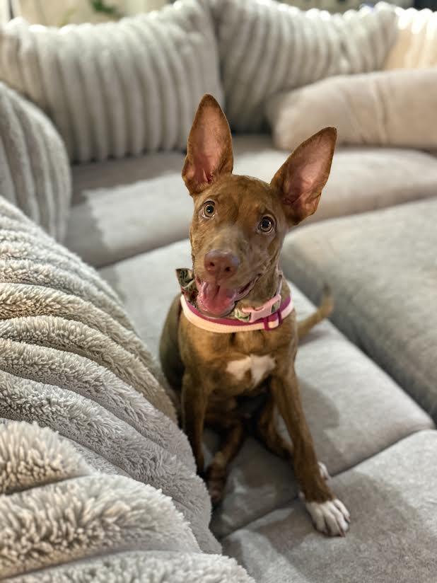 Enlarge Yara, a ADOPTABLE mixed breed in Chandler, AZ image 2/2