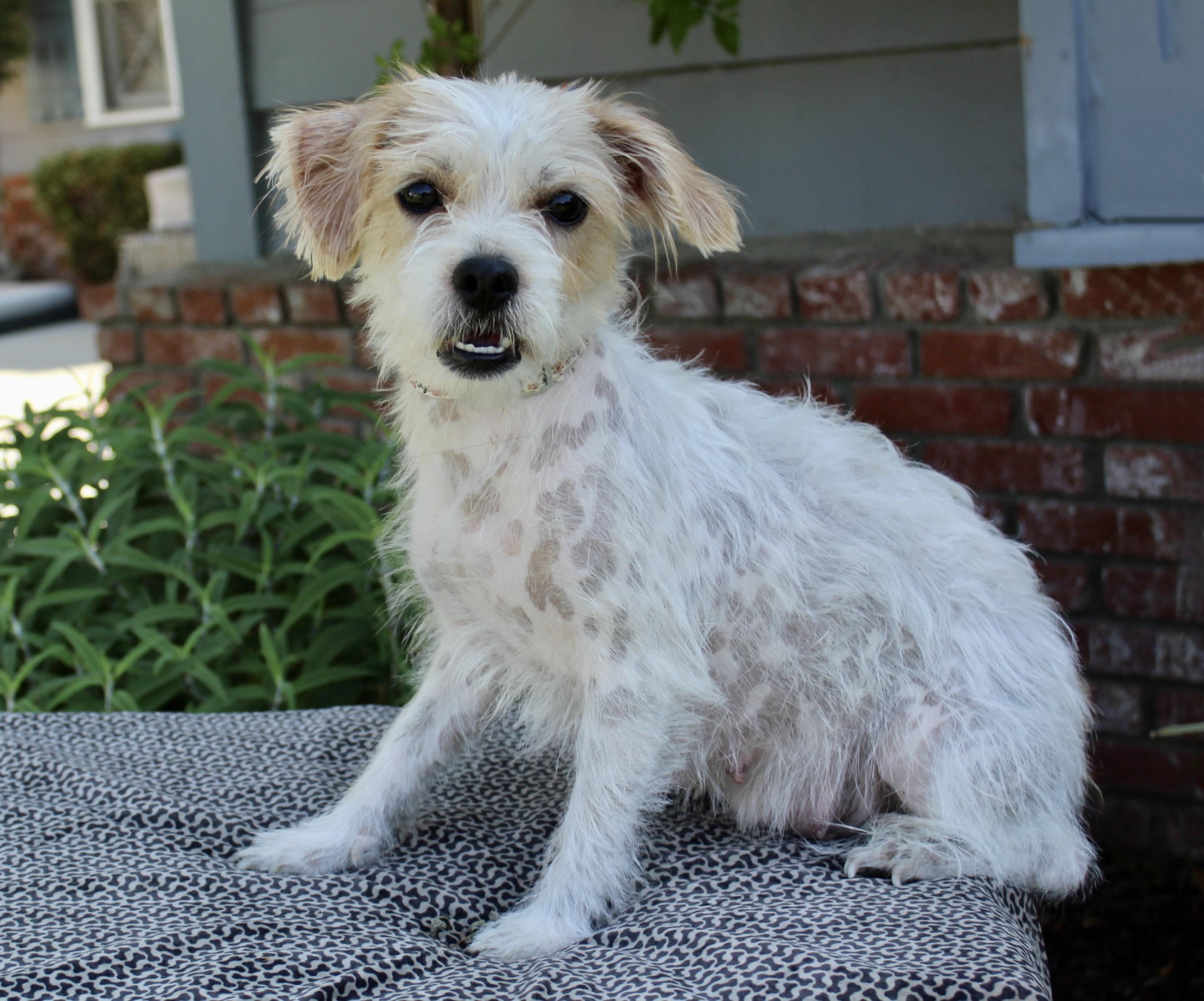 Enlarge Millie, a Adoptable mixed breed in Van Nuys, CA image 2/2