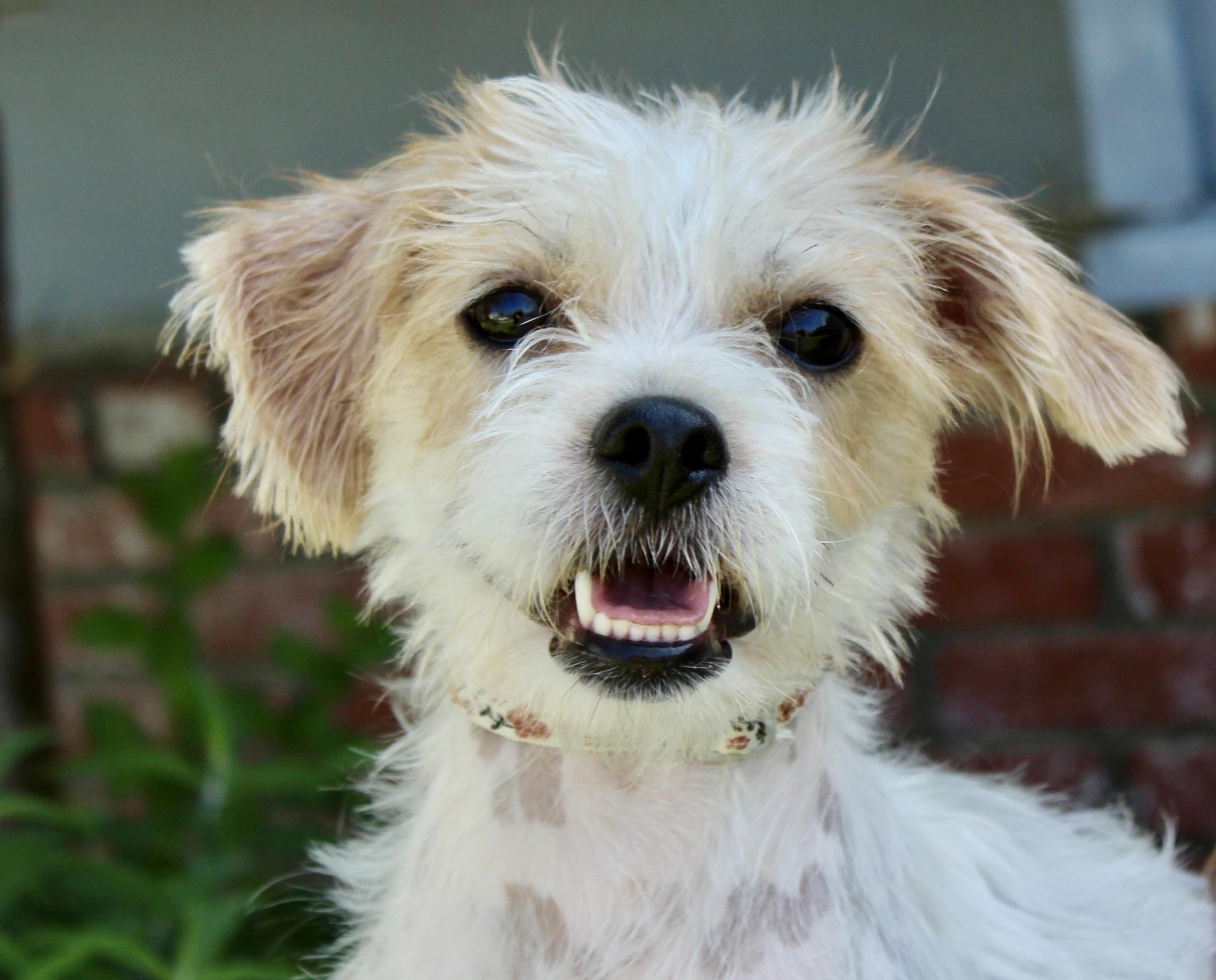 Enlarge Millie, a Adoptable mixed breed in Van Nuys, CA image 1/2