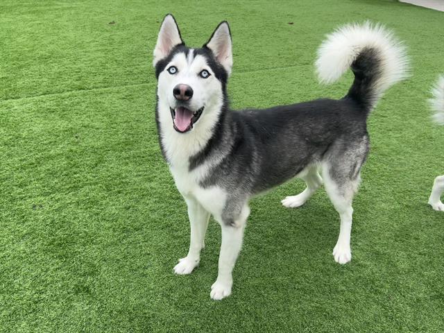 PEANUT, Adoptable, Adult Male Siberian Husky & Mixed Breed.