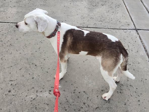 Lily, a ADOPTABLE mixed breed in Livermore, CA image 3/4