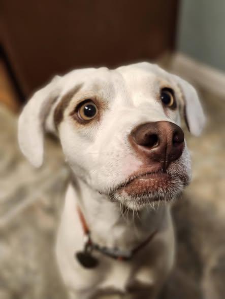 Lily, ADOPTABLE, Young Female Beagle.