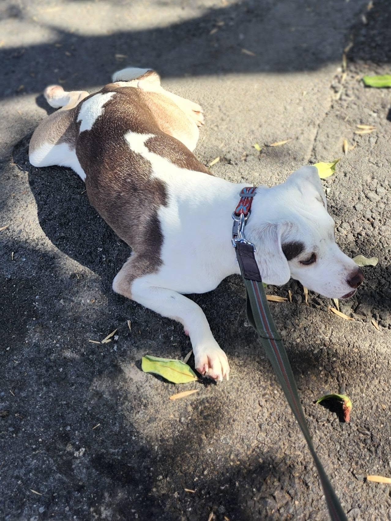 Lily, a ADOPTABLE mixed breed in Livermore, CA image 2/4