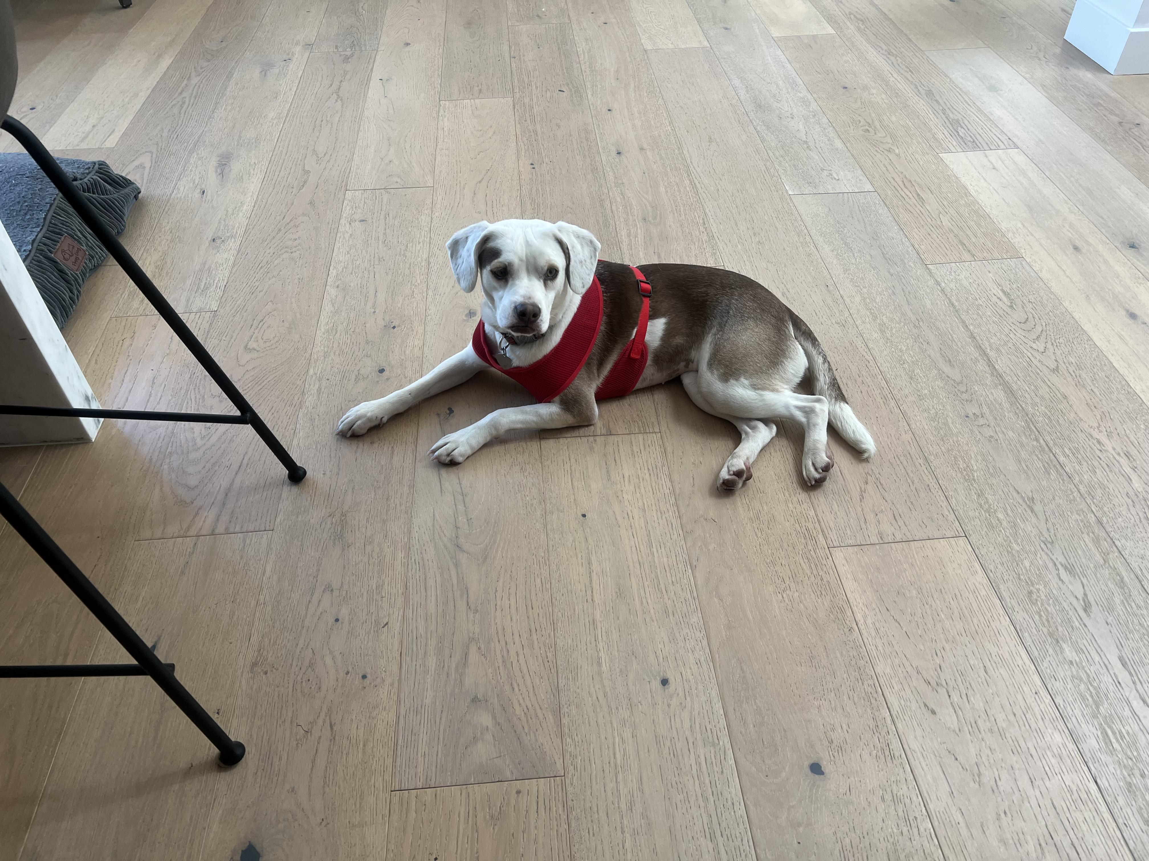 Enlarge Lily, a Adoptable mixed breed in Livermore, CA image 3/6
