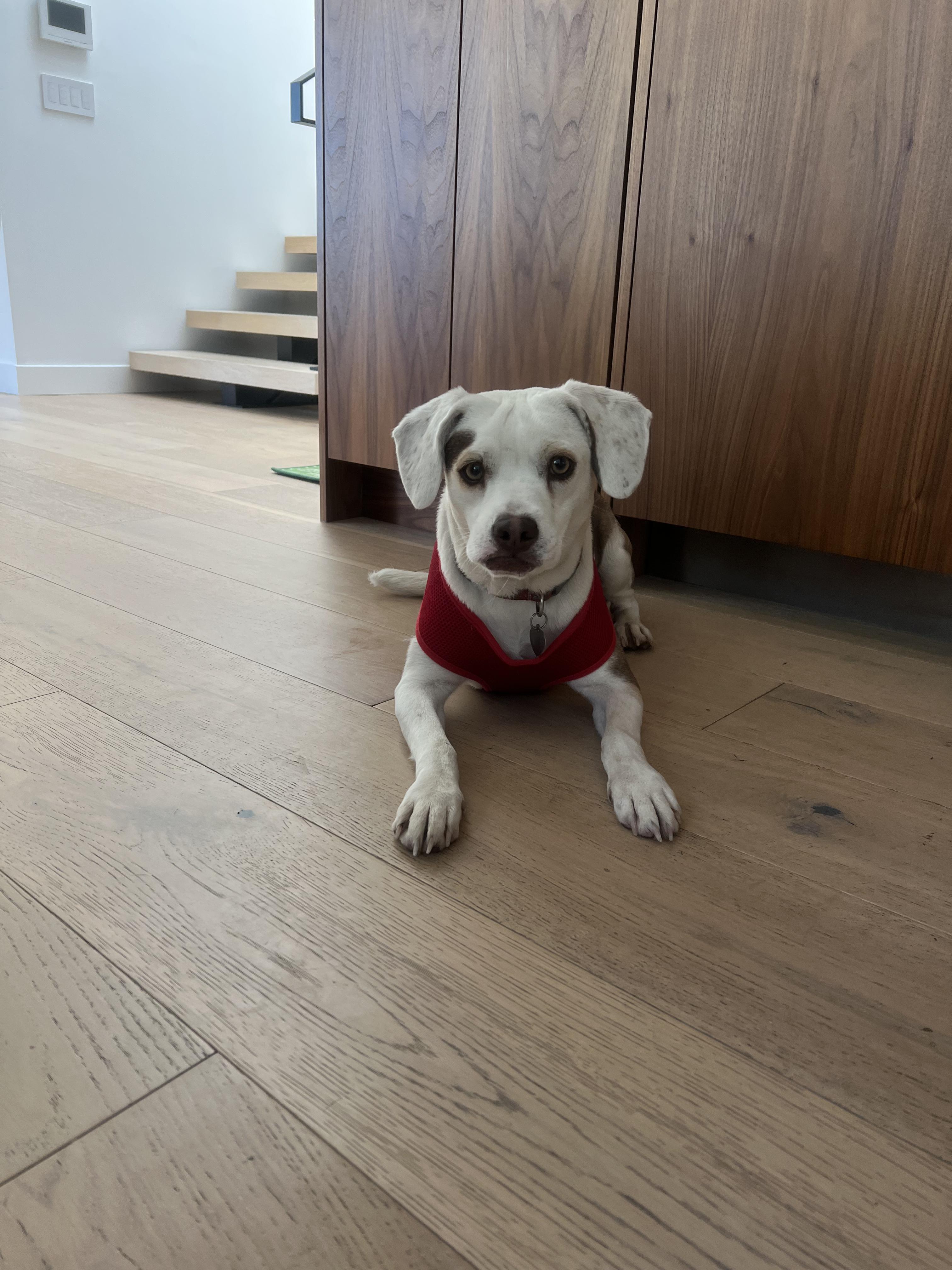 Lily, Adoptable, Young Female Beagle.