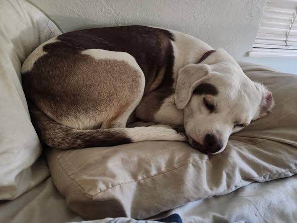 Lily, a ADOPTABLE mixed breed in Livermore, CA image 4/4