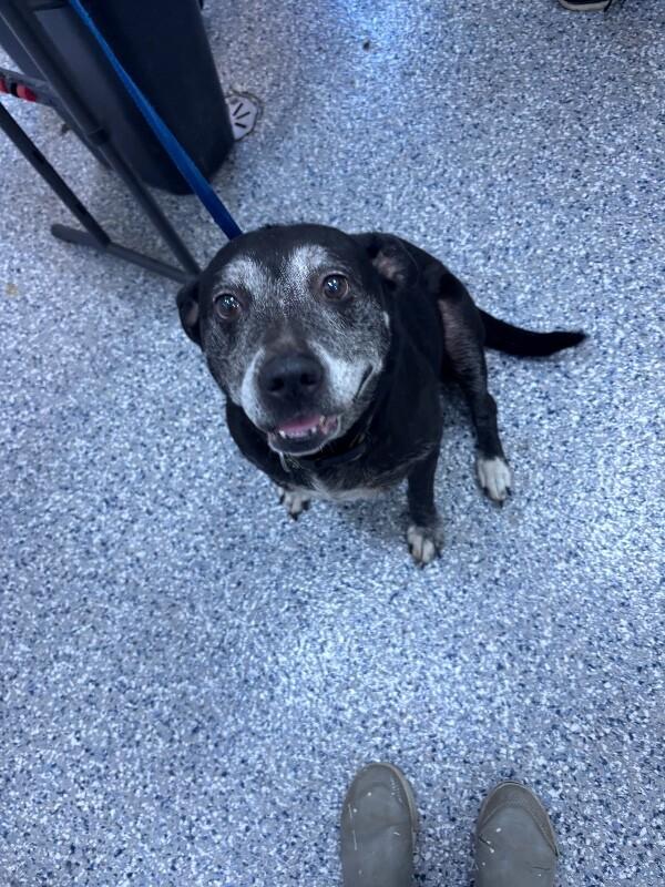 lexy, Adoptable, Adult Female Labrador Retriever.