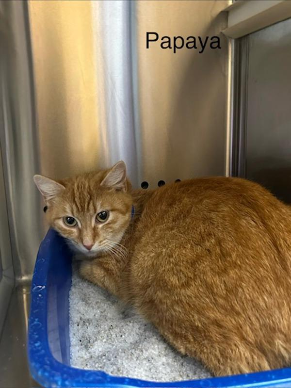 Enlarge Papaya, a Adoptable mixed breed in Knoxville, TN image 1/1