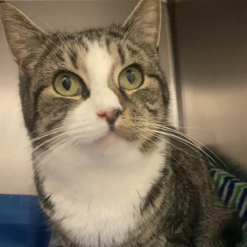 Clara, Adoptable, Adult Female Domestic Short Hair.