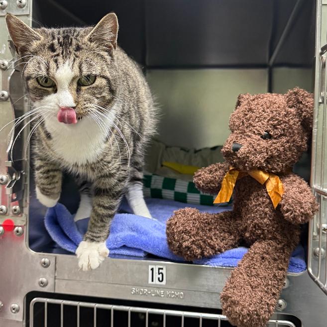 Enlarge Clara, a Adoptable Domestic Short Hair in Canastota, NY image 2/3