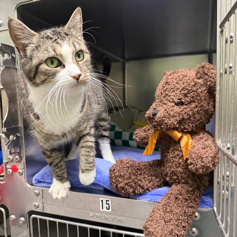 Enlarge Clara, a Adoptable Domestic Short Hair in Canastota, NY image 3/3