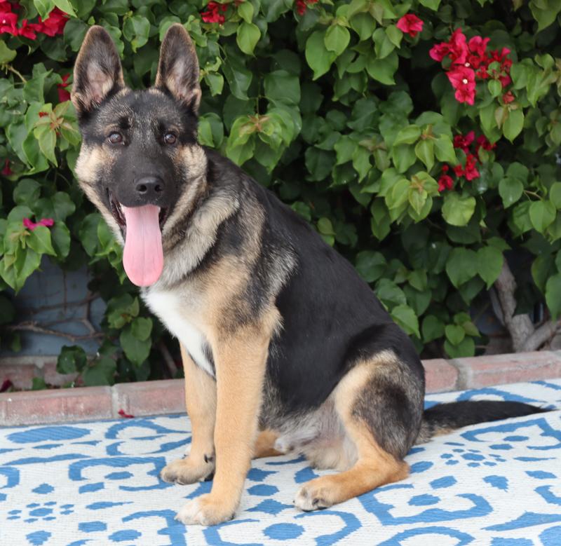 Enlarge *Ace von Auleben, an adopted mixed breed in Los Angeles, CA image 4/6