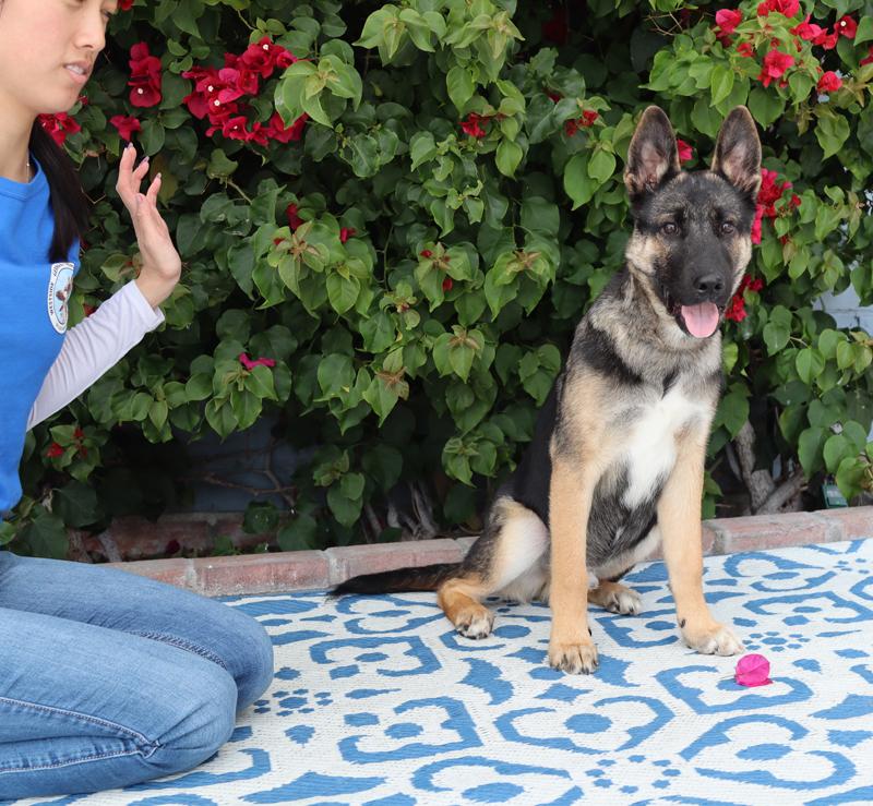 Enlarge *Ace von Auleben, an adopted mixed breed in Los Angeles, CA image 3/6
