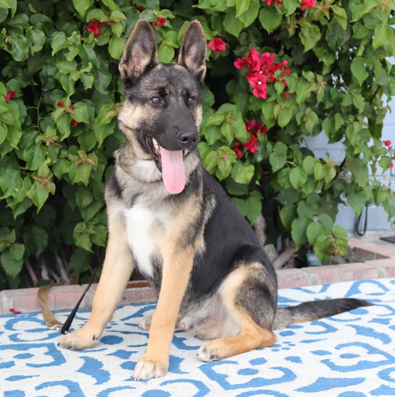 Enlarge *Ace von Auleben, an adopted mixed breed in Los Angeles, CA image 5/6