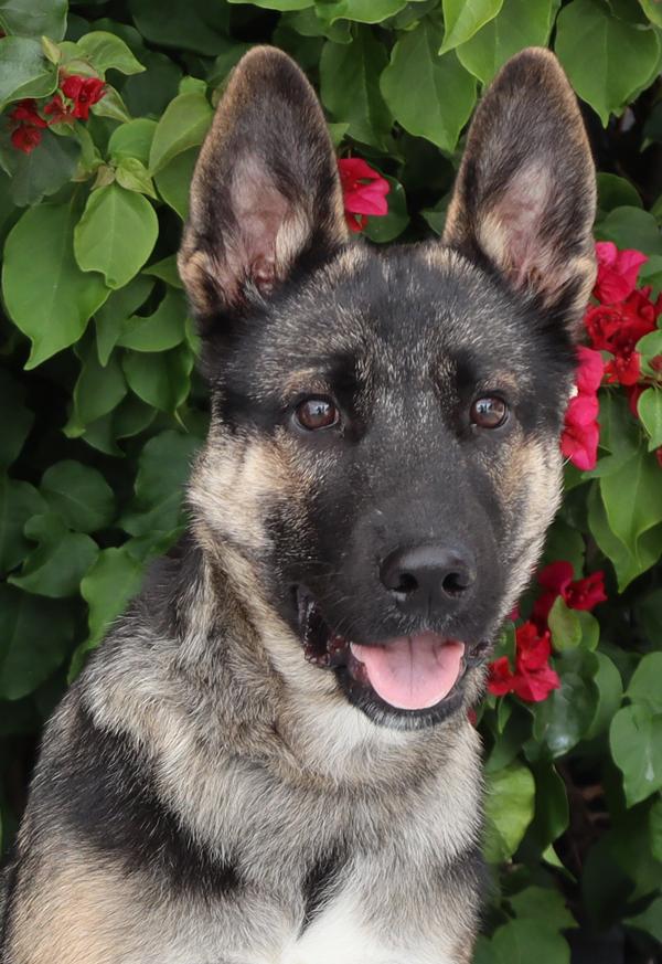 Enlarge *Ace von Auleben, an adopted mixed breed in Los Angeles, CA image 1/6