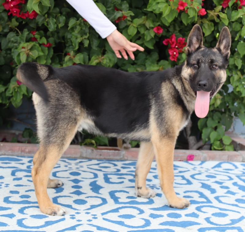 Enlarge *Ace von Auleben, an adopted mixed breed in Los Angeles, CA image 6/6