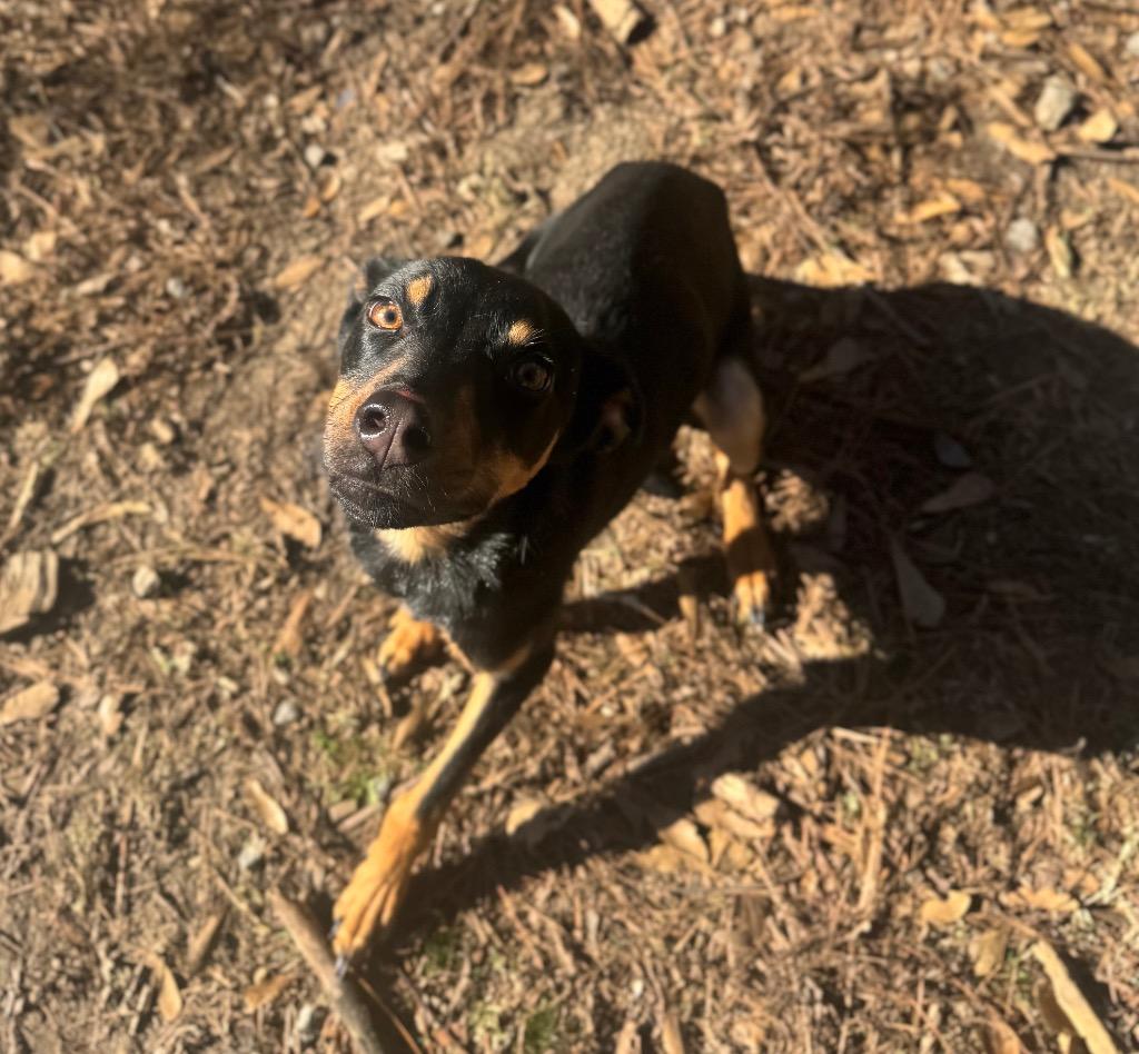Enlarge Harrell, a Adoptable mixed breed in Little Rock, AR image 1/1