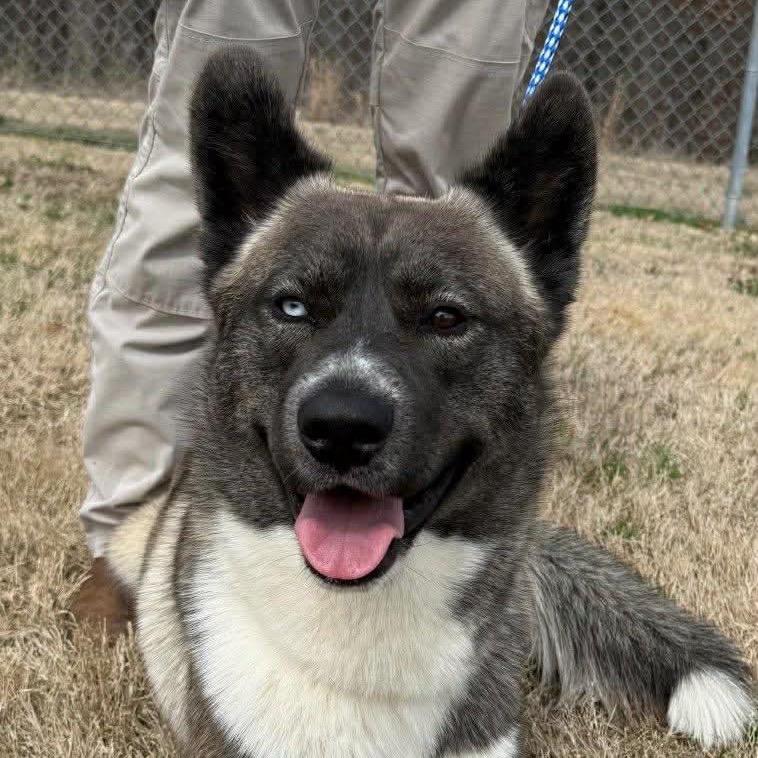 Whiskey, Adoptable, Adult Male Akita & Mixed Breed.