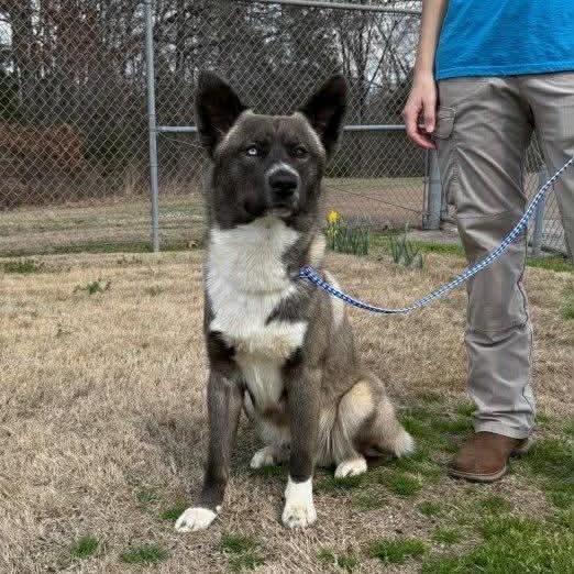Enlarge Whiskey, a Adoptable mixed breed in West Point, MS image 2/6