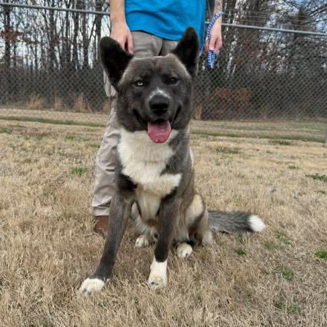 Enlarge Whiskey, a Adoptable mixed breed in West Point, MS image 3/6