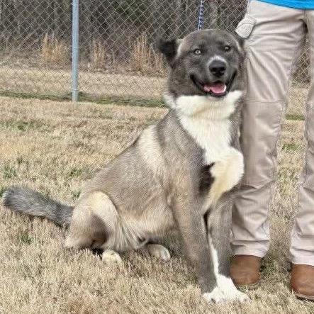 Enlarge Whiskey, a Adoptable mixed breed in West Point, MS image 4/6