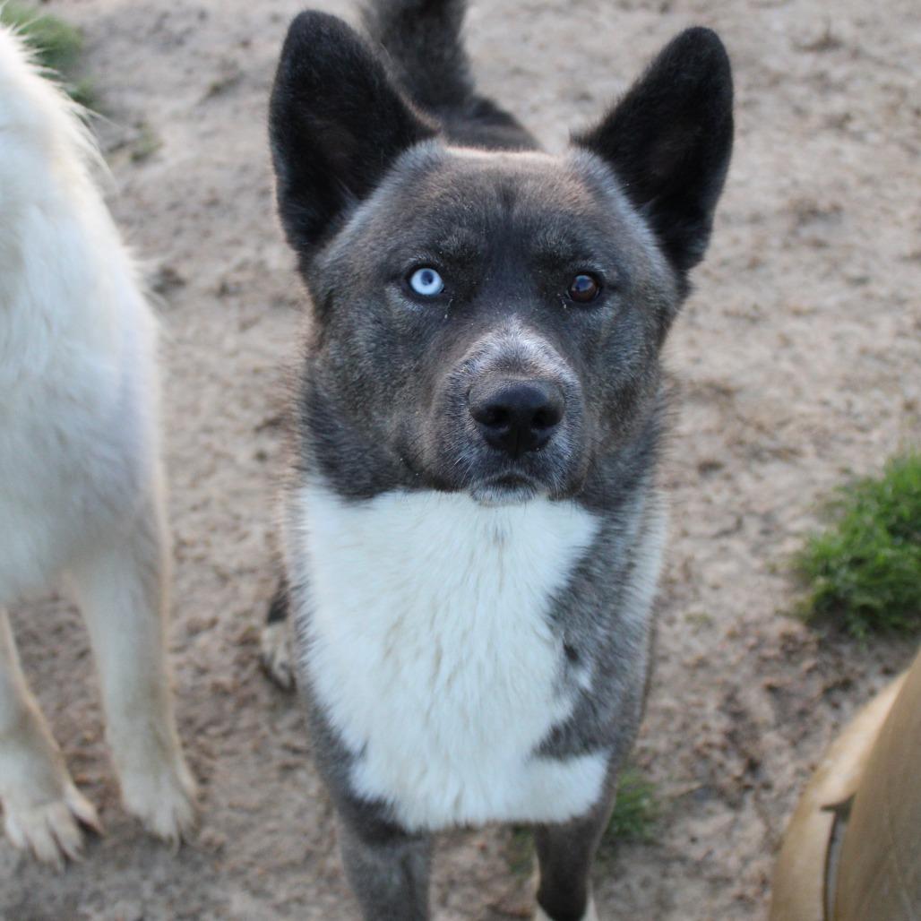 Enlarge Whiskey, a Adoptable mixed breed in West Point, MS image 5/6