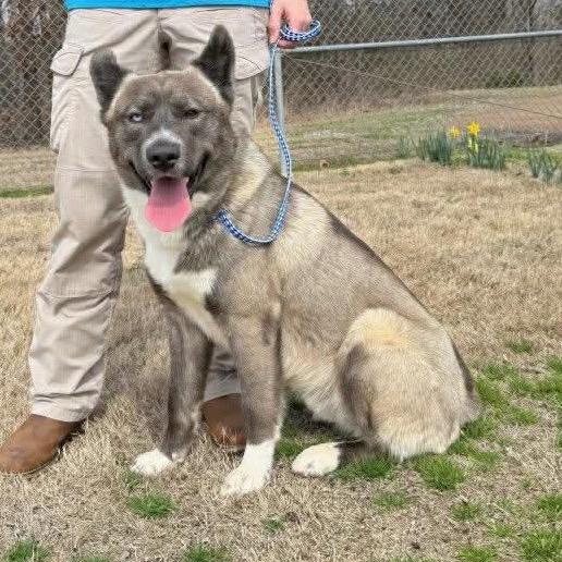 Enlarge Whiskey, a Adoptable mixed breed in West Point, MS image 6/6