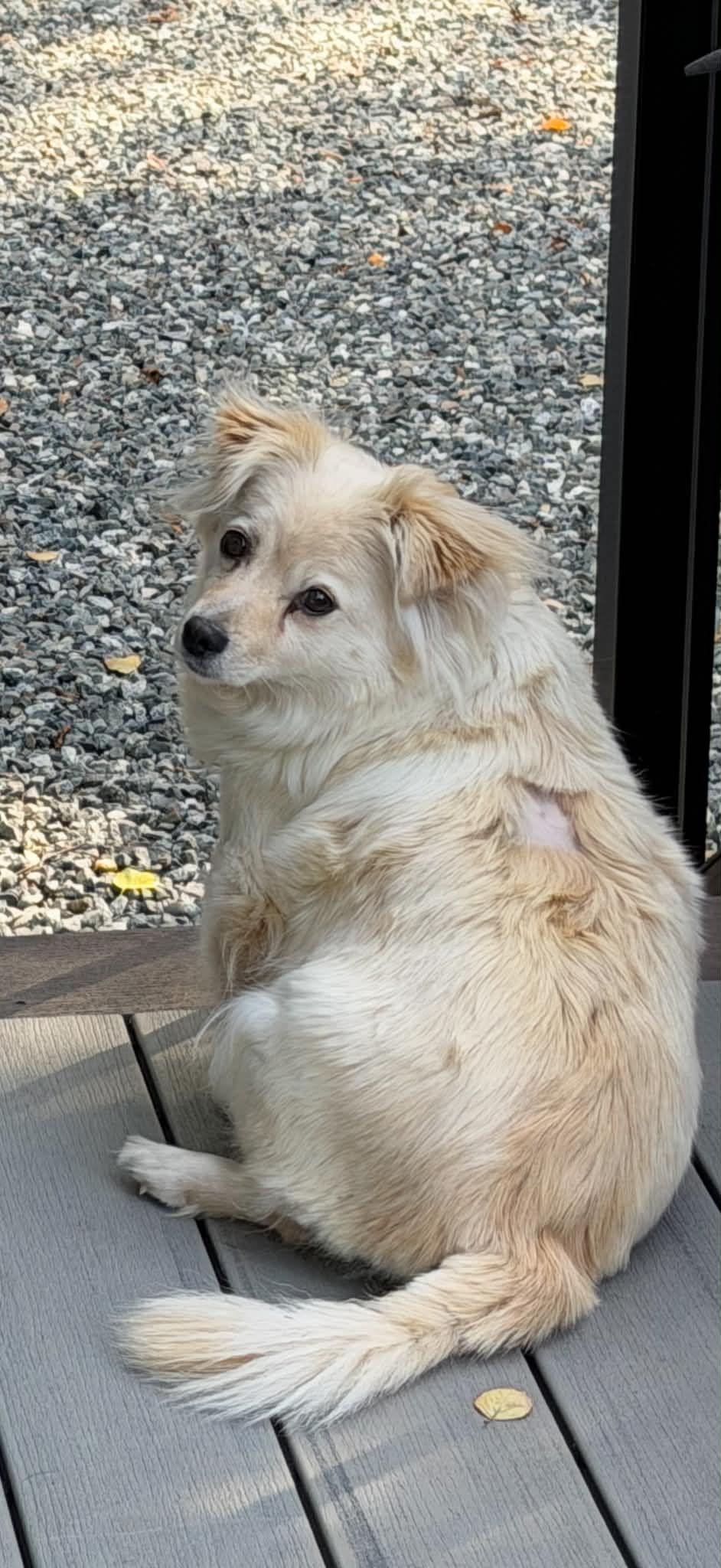 Enlarge Lola, a Adoptable mixed breed in Anchorage, AK image 2/2