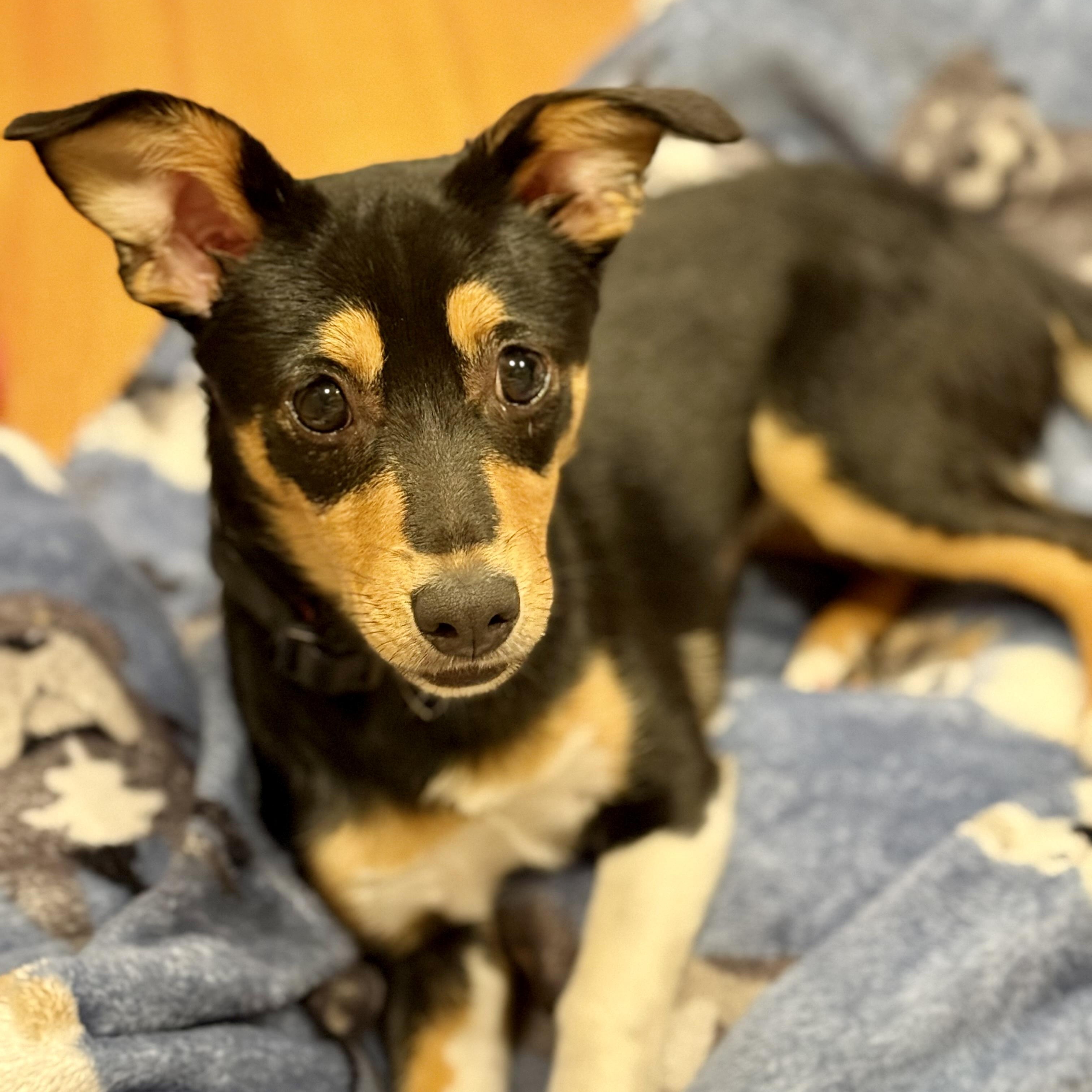 Enlarge YULE-Local, a Adoptable mixed breed in Warwick, RI image 3/6