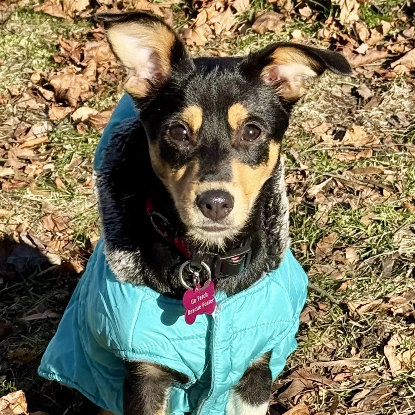 Enlarge YULE-Local, a Adoptable mixed breed in Warwick, RI image 2/6