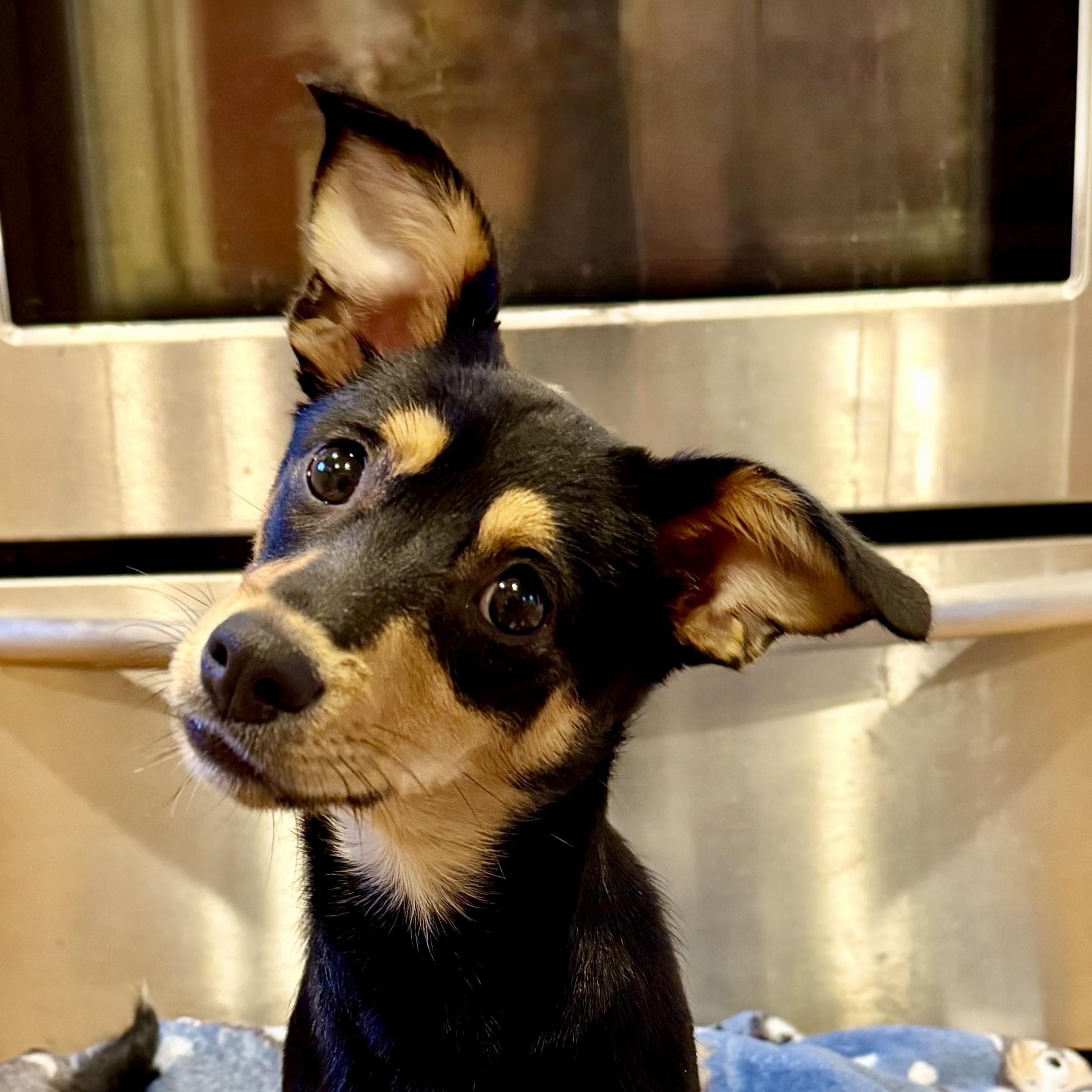 Enlarge YULE-Local, a Adoptable mixed breed in Warwick, RI image 5/6