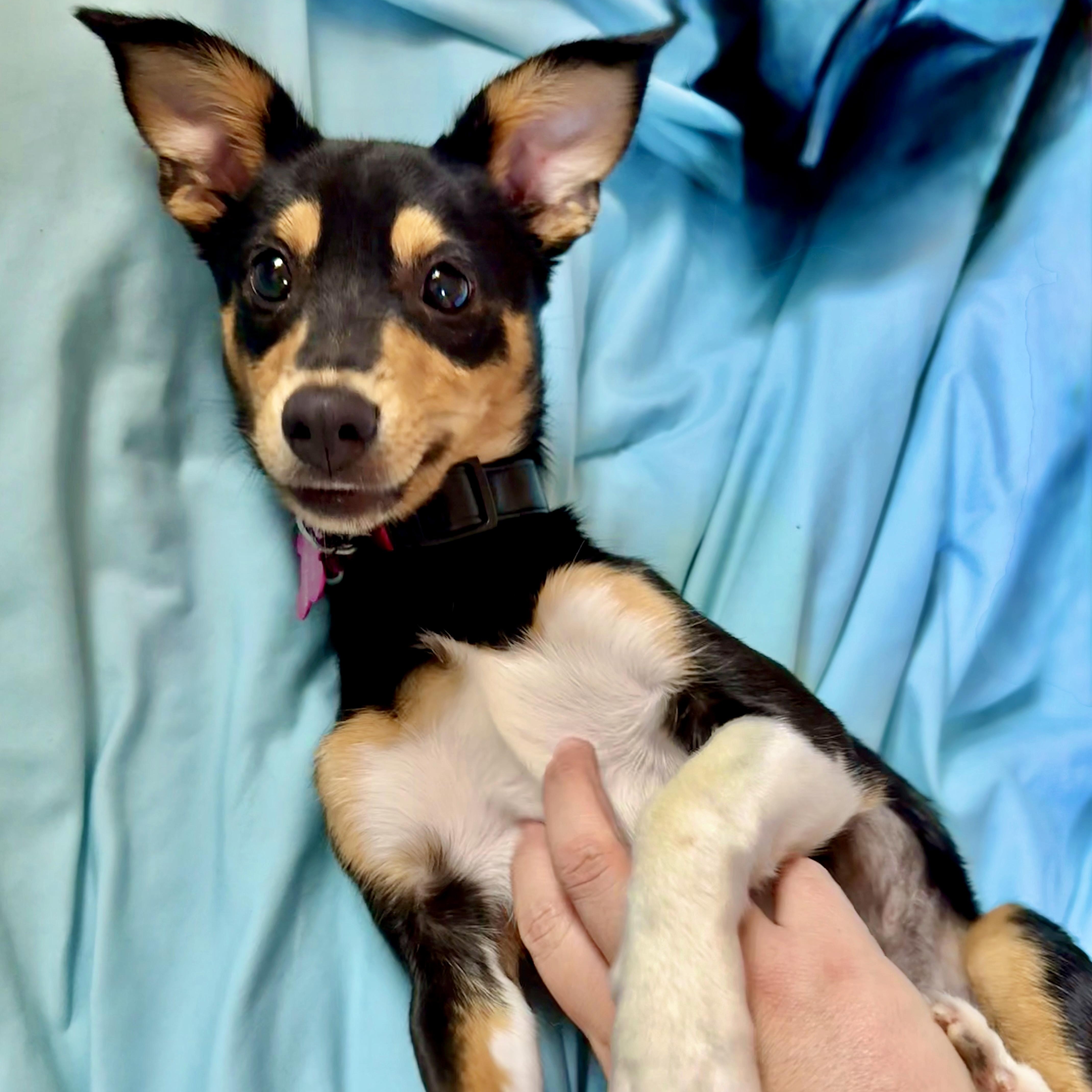 YULE-Local, Adoptable, Young Female Chihuahua.