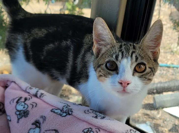 Mao Mao — The Playful Lap Cat - Courtesy Listing, ADOPTABLE, Young Female Domestic Short Hair.