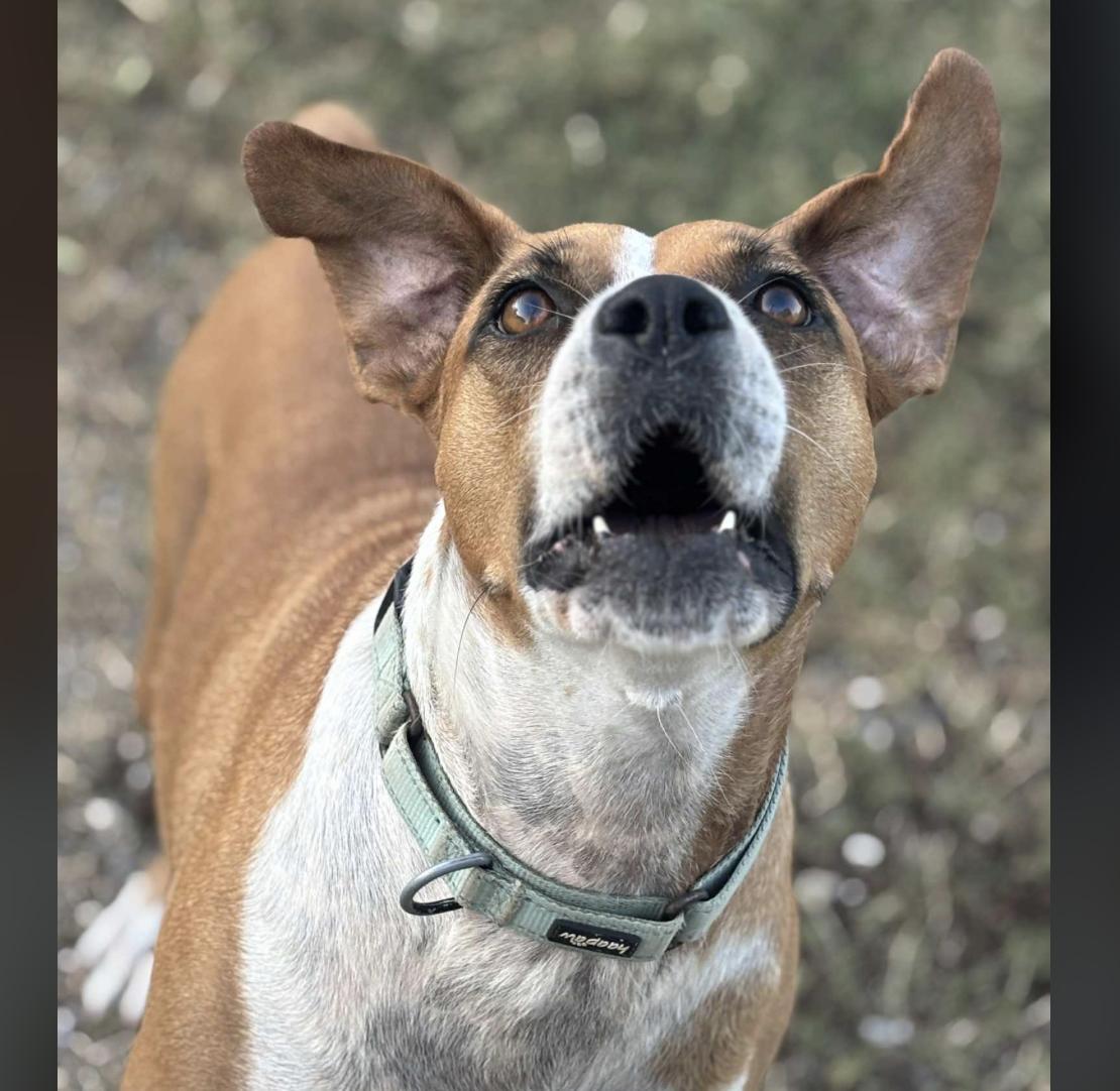 Muffin — thumbnail 4