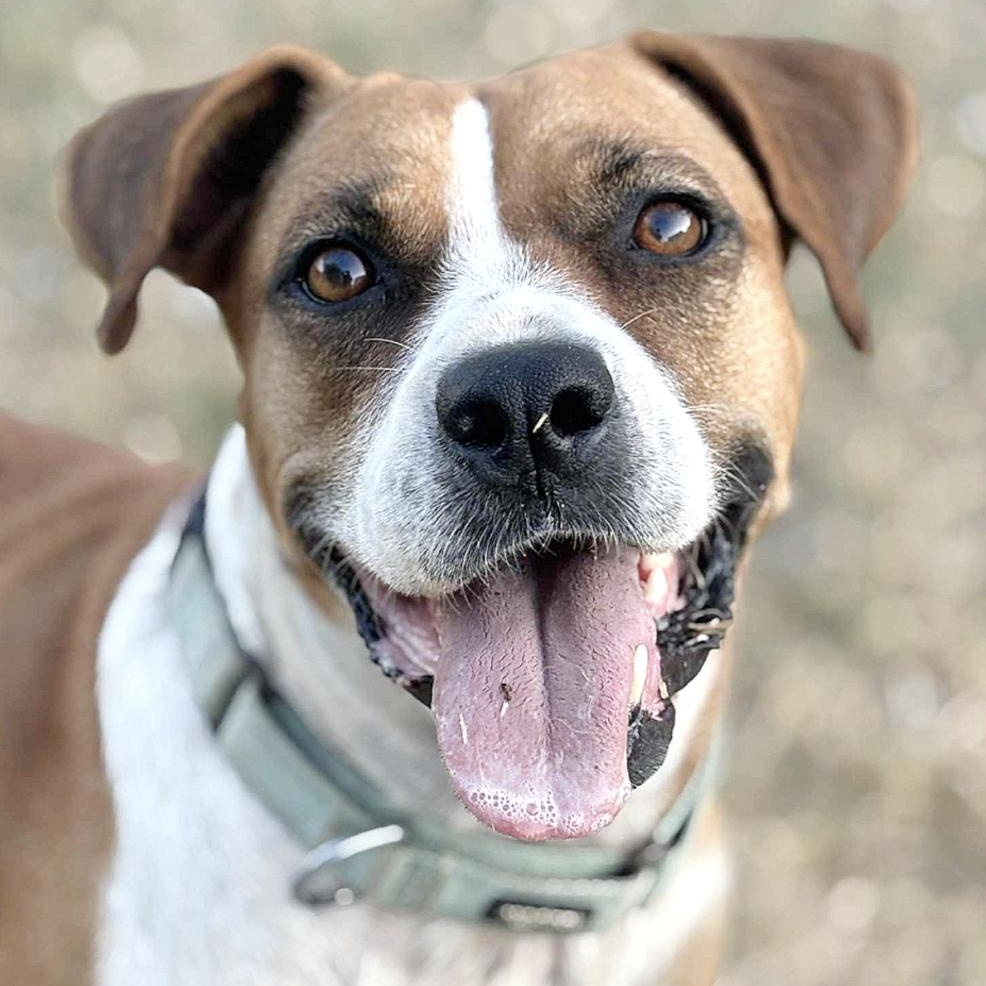 Muffin — thumbnail 5