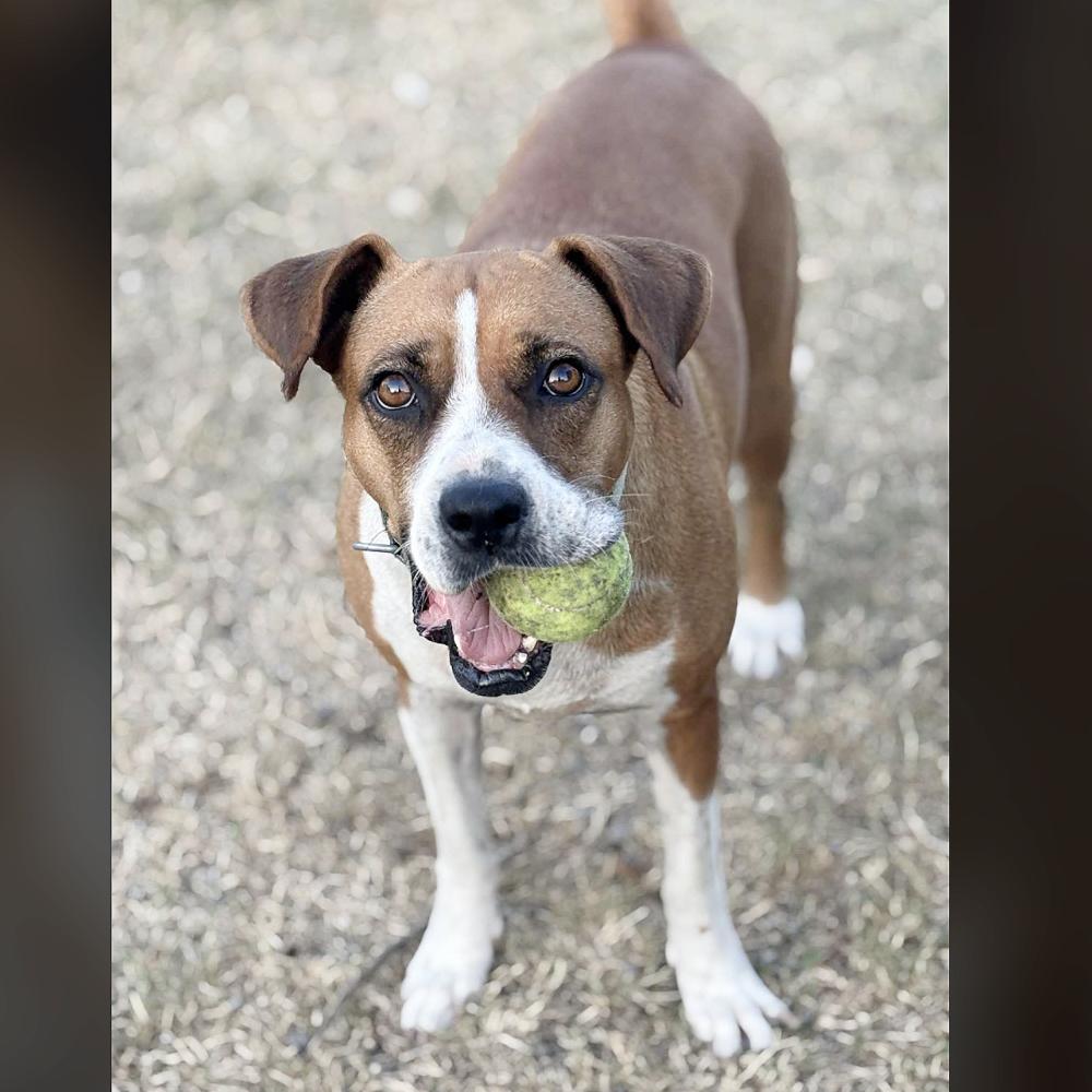 Muffin — thumbnail 6