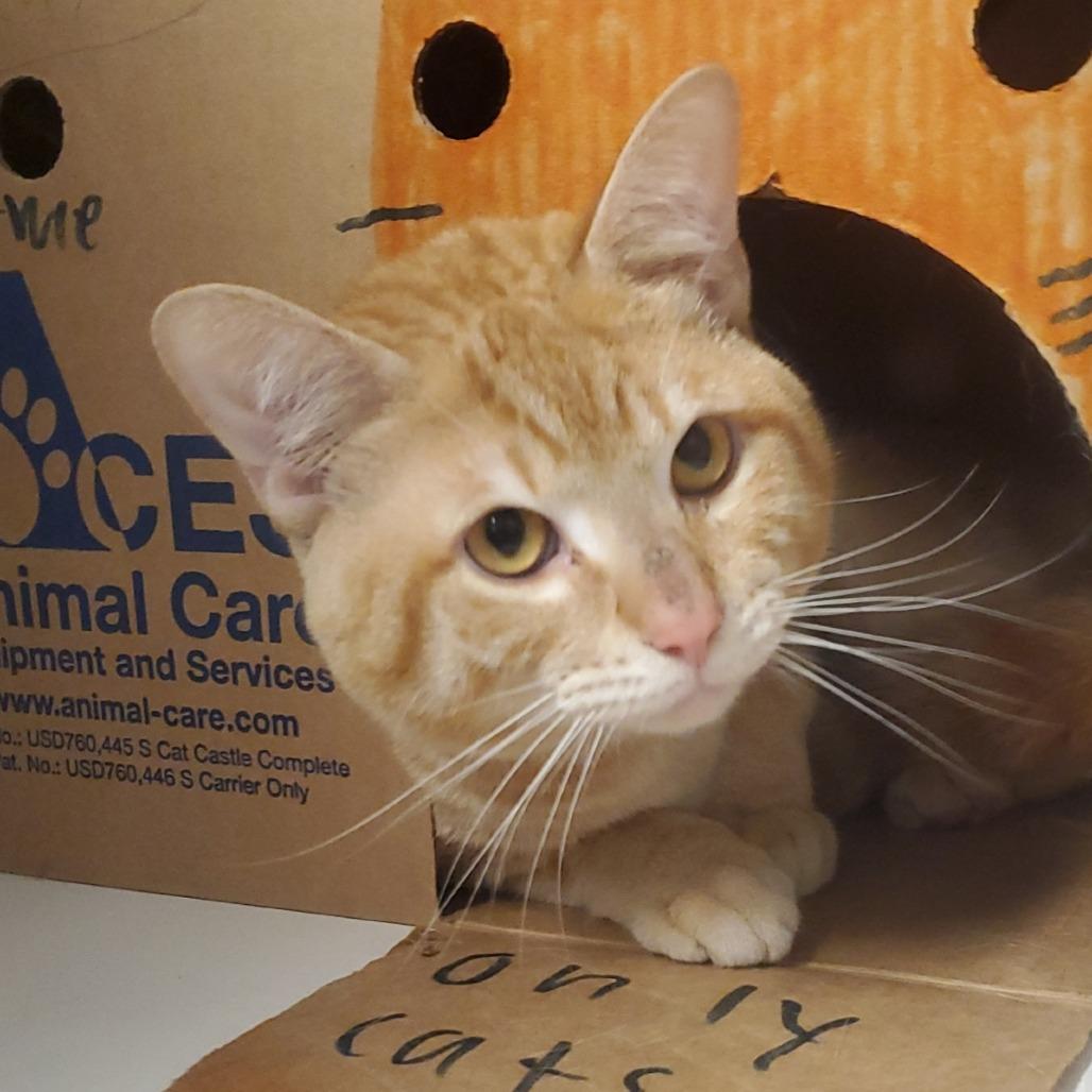 Sunny, Adoptable, Adult Male American Shorthair.