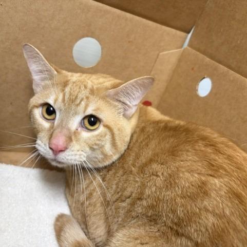 Sunny, a Adoptable American Shorthair in Novelty, OH image 2/2