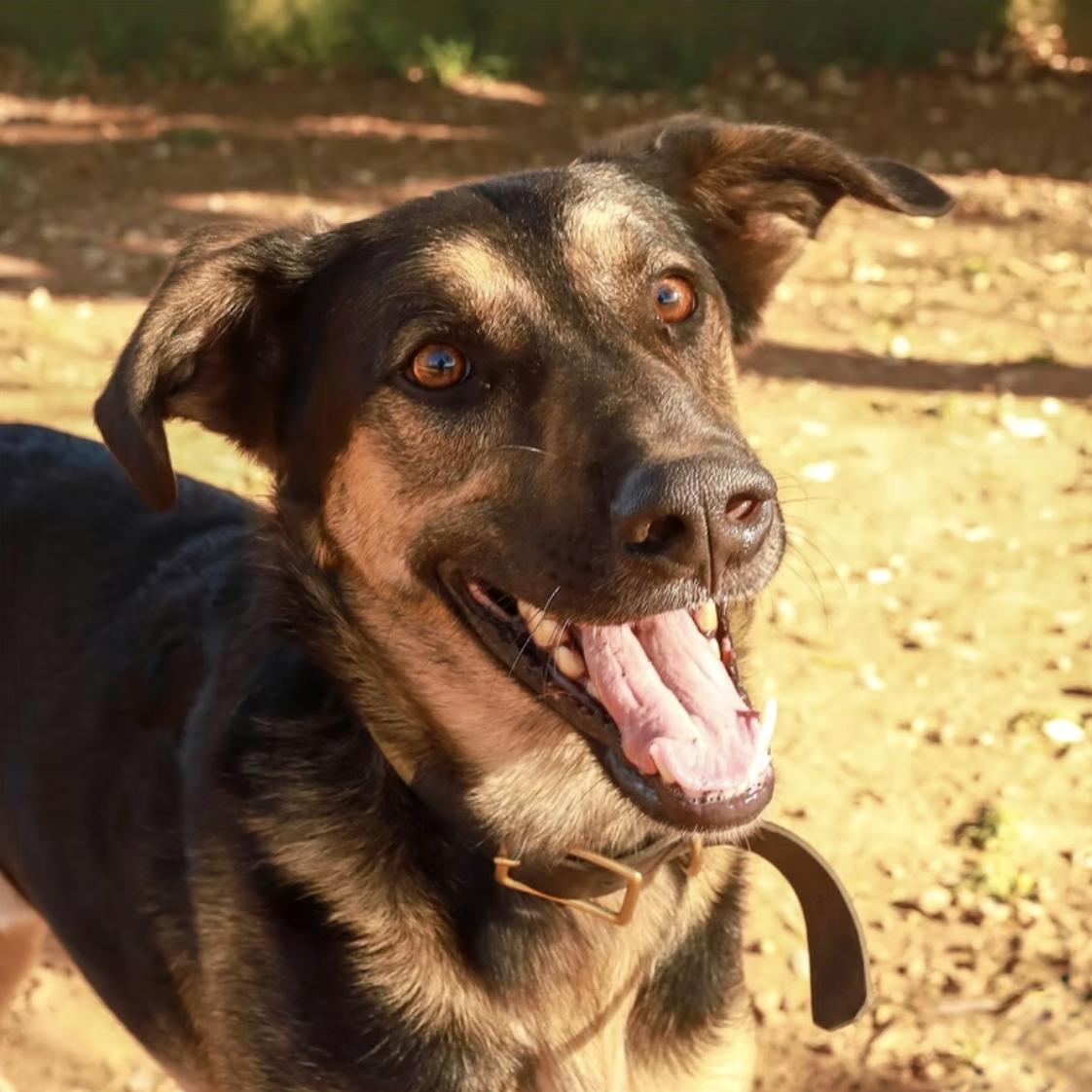 Delgato, Adoptable, Young Male Shepherd.