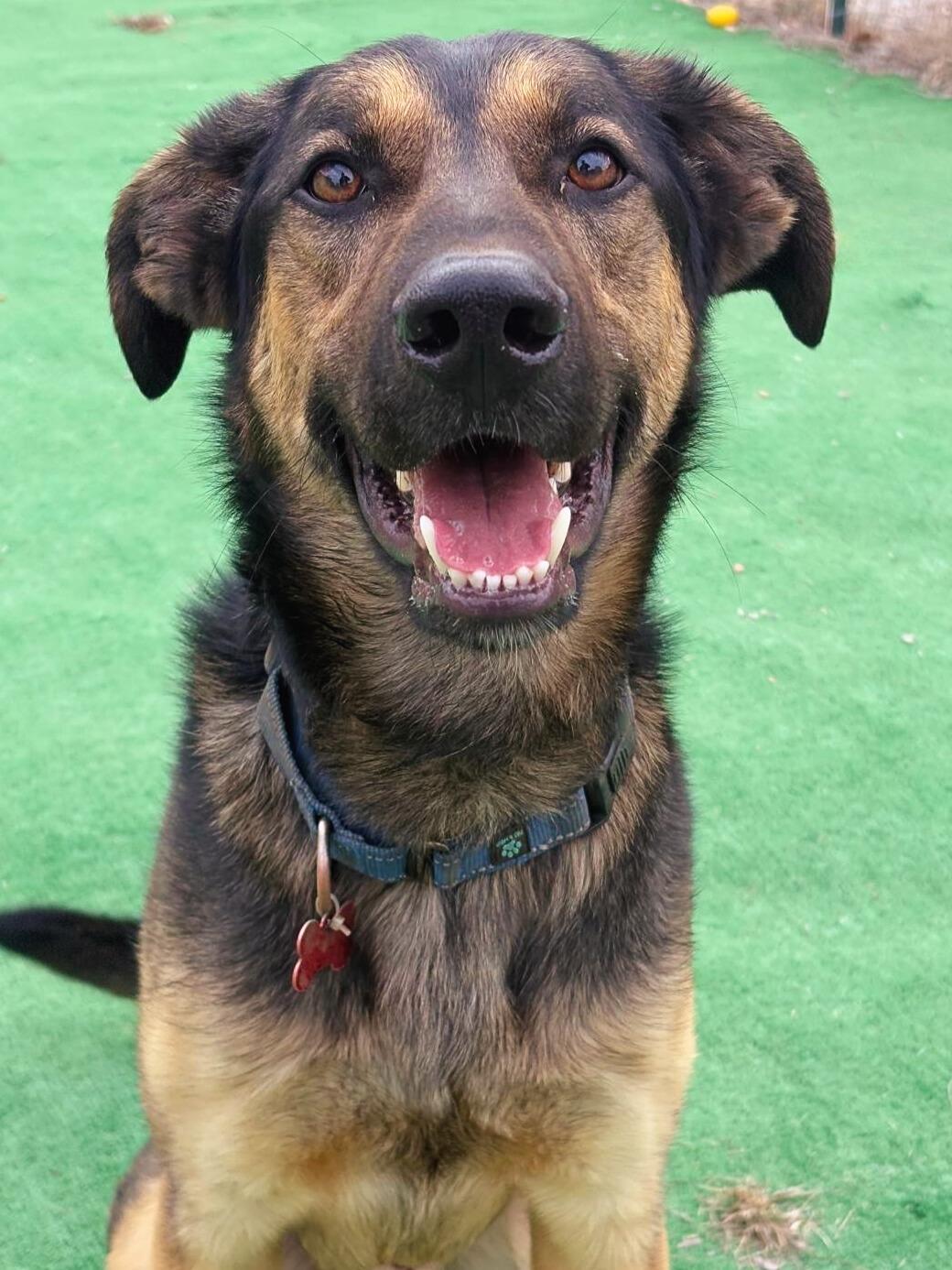 Enlarge Delgato, a Adoptable mixed breed in Marble Falls, TX image 2/4