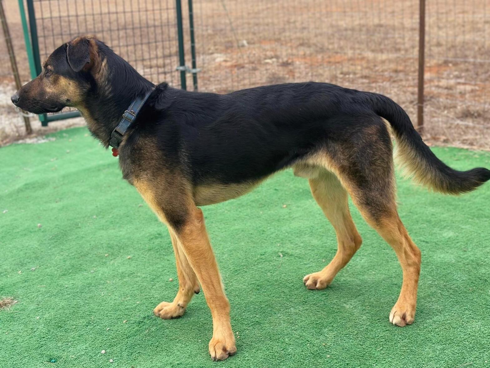 Enlarge Delgato, a Adoptable mixed breed in Marble Falls, TX image 3/4